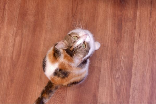 Mount Purrnon Cat Café + Wine Bar by null