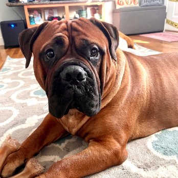 Deer Grove Veterinary Clinic - My bullmastiff who loves everyone at Deer Grove Veterinary Clinic - Veterinarians Near Me - Cottage Grove, Wisconsin Deer Grove Veterinary Clinic - My bullmastiff who loves everyone at Deer Grove Veterinary Clinic - Veterinarians Near Me - Cottage Grove, Wisconsin