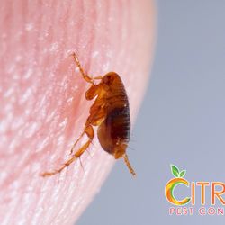 Citra Pest Control - Flea jumping on human