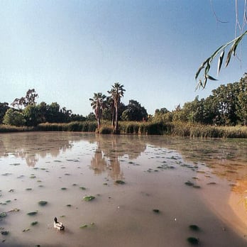 Newhall Community Park - A pond - Dog Parks Near Me - Concord, California