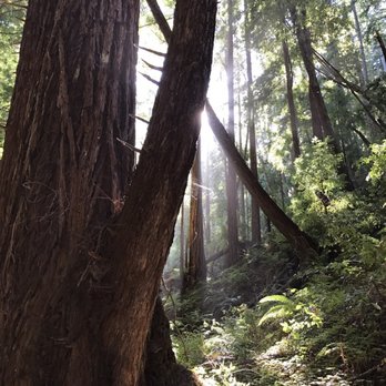 Butano State Park - Somewhere on the little Butano creek trail - Parks Near Me - Pescadero, California