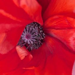 Glen Park - I am glad that this poppy survived the removal of the beautiful strip of plants along the path leading to the park.