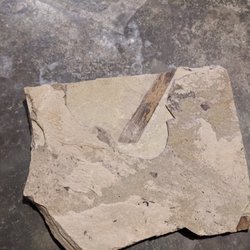 Stonerose Interpretive Center - Reed