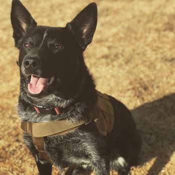 MOC K9 Training - Pet Training Near Me - Castle Rock, Colorado MOC K9 Training - Pet Training Near Me - Castle Rock, Colorado