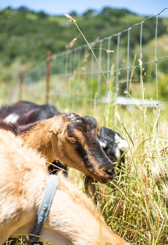 STEPLADDER RANCH & CREAMERY 146 Photos & 71 Reviews 4450 San Simeon