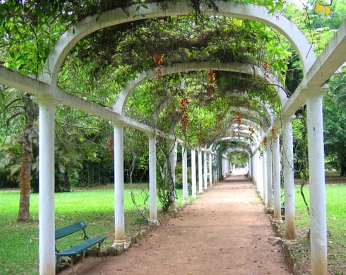Botanical Garden of Rio de Janeiro by null