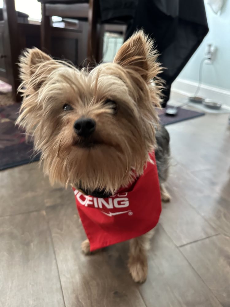 Slide of Mighty Dog Roofing