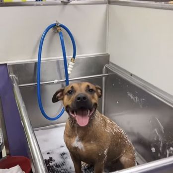 Bark If You're Dirty - Pet Groomers Near Me - Scottsdale, Arizona Bark If You're Dirty - Pet Groomers Near Me - Scottsdale, Arizona