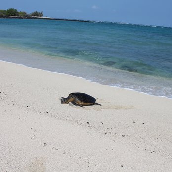 Makalawena Beach - Mr. Turtle - Beaches Near Me - Kalaoa, Hawaii Makalawena Beach - Mr. Turtle - Beaches Near Me - Kalaoa, Hawaii