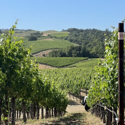 Progeny Winery - At progeny