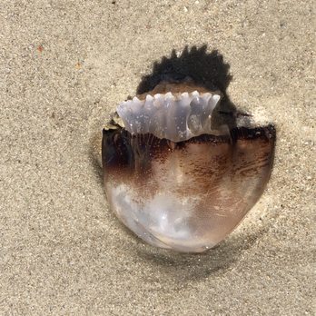 Cap'n Rod's Lowcountry Tours - Jellyfish - Boat Charters Near Me - Georgetown, South Carolina