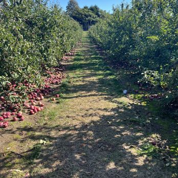 Hank's Pumpkintown - an apple orchard - Farmers Market Near Me - Water Mill, New York Hank's Pumpkintown - an apple orchard - Farmers Market Near Me - Water Mill, New York