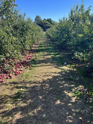 Hank's Pumpkintown by null