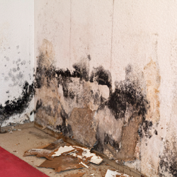 United Claims Specialists - Mold and water damage