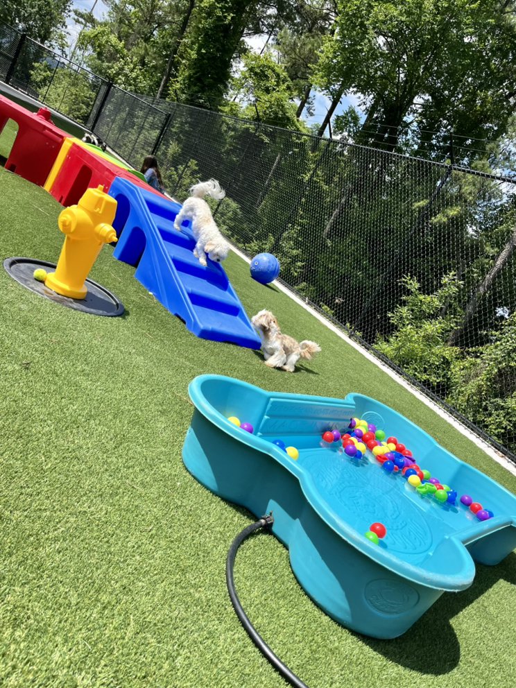 PET PLAY PLACE Updated October 2024 159 Photos & 64 Reviews 2685