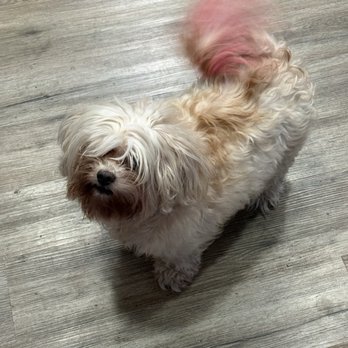 Rialto Pet Grooming - Pet Groomers Near Me - Rialto, California