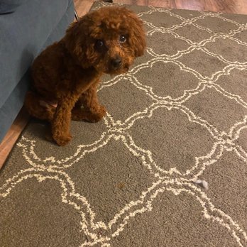 60 Bucks Mobile Grooming - How she came out - Pet Groomers Near Me 60 Bucks Mobile Grooming - How she came out - Pet Groomers Near Me