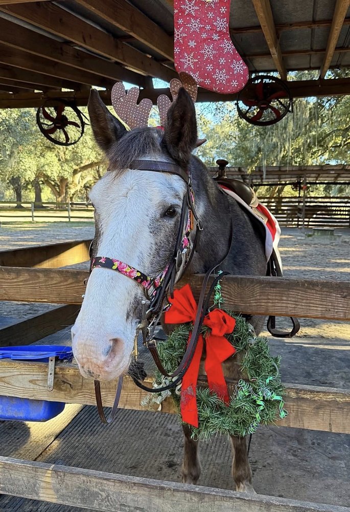 Middleton Equestrian Center - equestrian in Charleston, SC