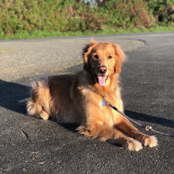 Pawsitively Perfect Pet Services - Dog Walkers Near Me - Castle Rock, Colorado Pawsitively Perfect Pet Services - Dog Walkers Near Me - Castle Rock, Colorado
