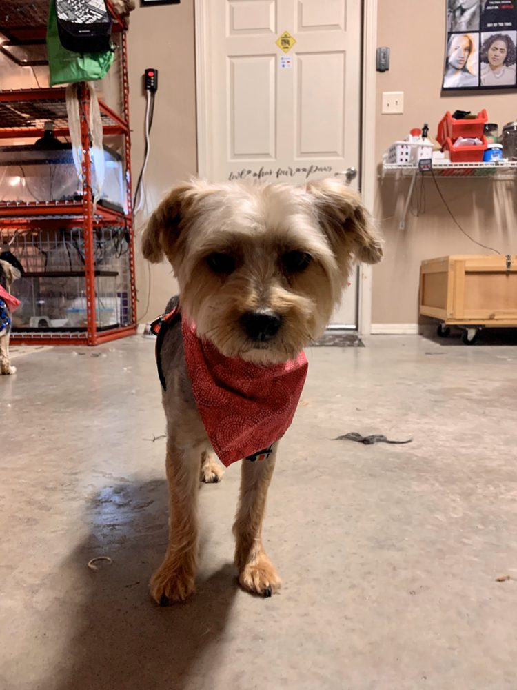 JOCELYN’S GARAGE GROOMING Updated August 2024 21 Photos 1892