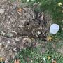Photo of Drain Master