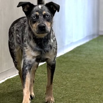 PetSmart - Mum coming to pick me up and we're going to Petsmart for a new toys - Pet Training Near Me - Tucson, Arizona