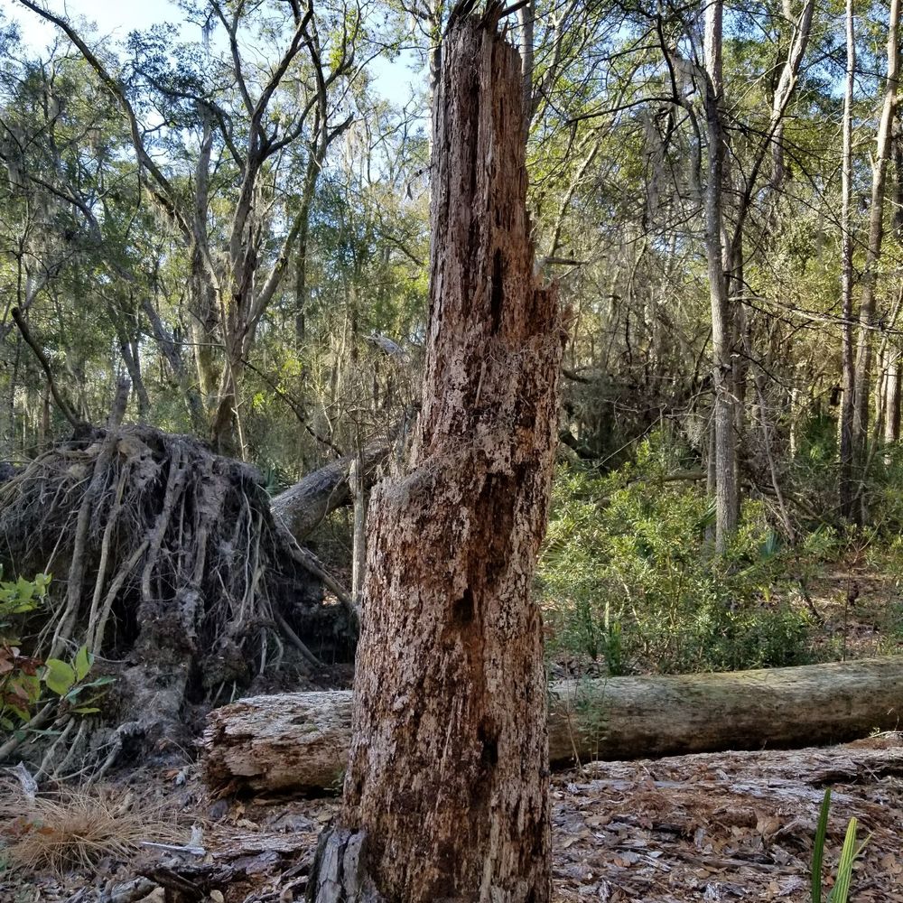Victoria Bluff Heritage Preserve - Hiking Near Me - Bluffton, South Carolina