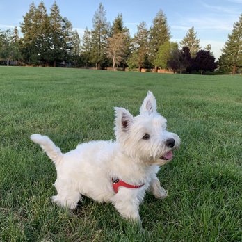 Mindful Paw - Our happy and better understood pup. Thanks a million, Emily! - Pet Training Near Me Mindful Paw - Our happy and better understood pup. Thanks a million, Emily! - Pet Training Near Me