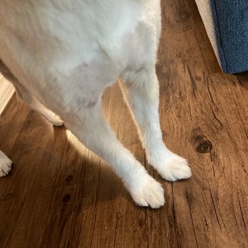 Clip-N-Tails - Pet Groomers Near Me - North Las Vegas, Nevada Clip-N-Tails - Pet Groomers Near Me - North Las Vegas, Nevada