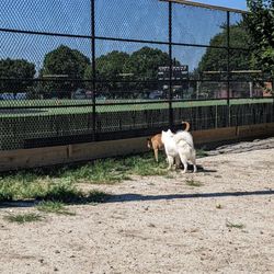 Canton Dog Park - Open spaces
