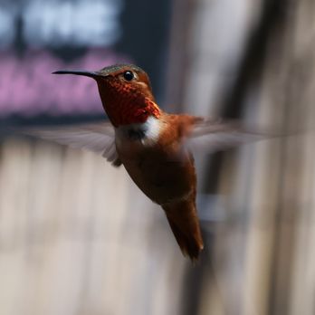 The Hummingbird Sanctuary - Parks Near Me - Santa Paula, California The Hummingbird Sanctuary - Parks Near Me - Santa Paula, California