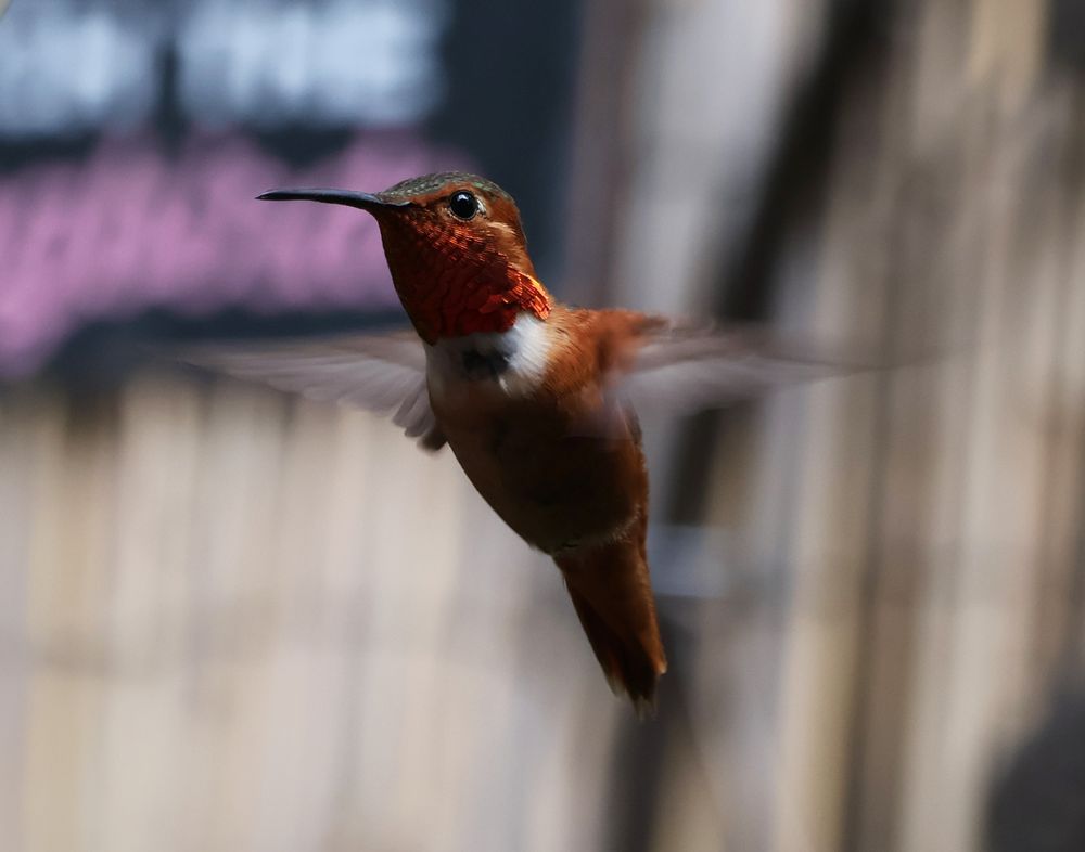 Social spots from The Hummingbird Sanctuary