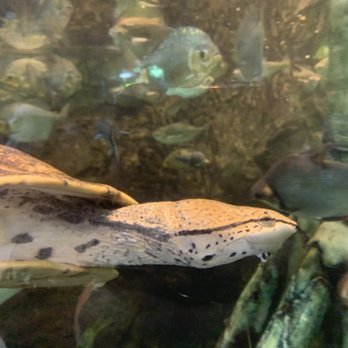 Shedd Aquarium - Turtle - Aquariums Near Me - Chicago, Illinois