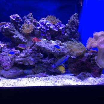 Classic Aquariums - Aquarium Services Near Me