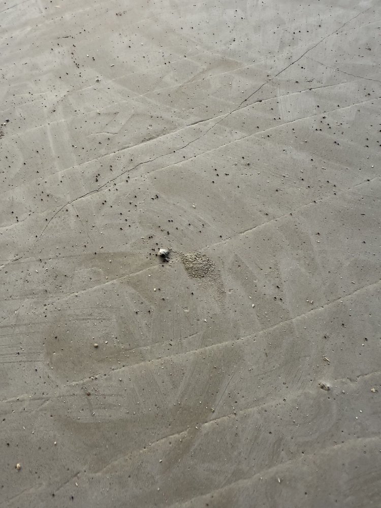 Menehune Pest Management - veterans service organization in Honolulu, HI