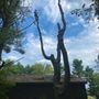 Photo of Well Rounded Tree Service