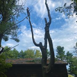 Well Rounded Tree Service