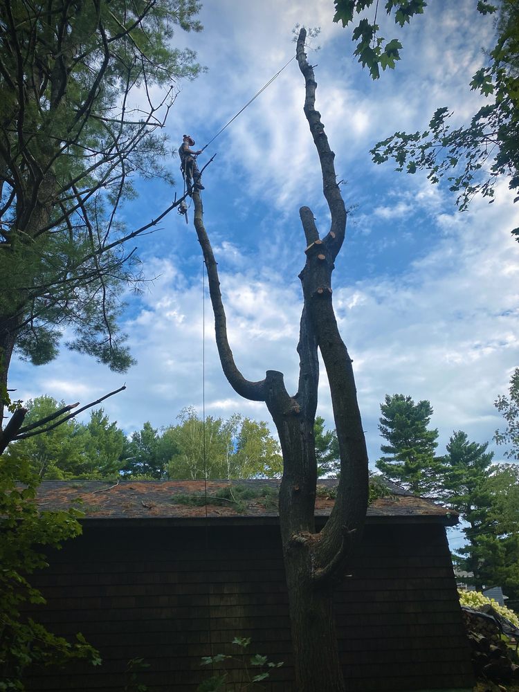 Well Rounded Tree Service - tree service in Bangor , ME
