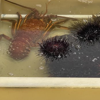 Quality Seafood - Lobsters and Sea urchins - Seafood Markets Near Me - Redondo Beach, California