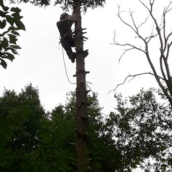 Chimo Tree Service - Tree Services Near Me - Parma, Ohio Chimo Tree Service - Tree Services Near Me - Parma, Ohio