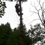 Photo of Chimo Tree Service