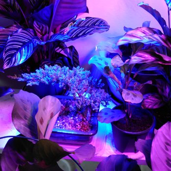 ManhattanFlorist.com - Ctenanthe, Prayer Plant, Juniper Bonsai blue grow light - Florists Near Me - New York, New York