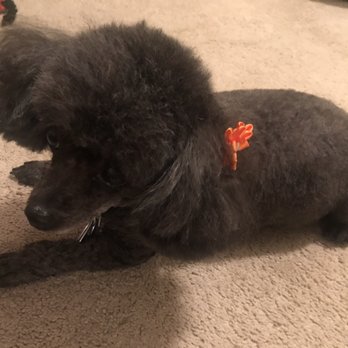 PetSmart - Pet Training Near Me - Wichita, Kansas