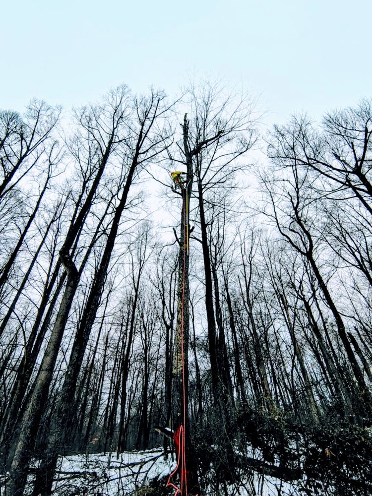 Vl Tree Service - tree service in Lexington, KY