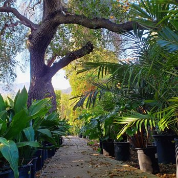 La Crescenta Nursery - Every plant was big and healthy...I wish my backyard looked like this. - Nurseries & Gardening Near Me - Glendale, California