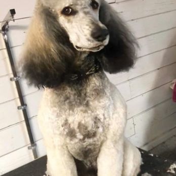 Kims Lazy K9 - Pet Groomers Near Me Kims Lazy K9 - Pet Groomers Near Me