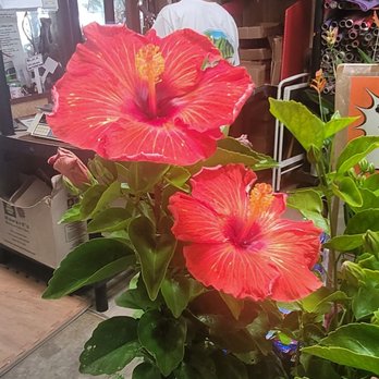 Koolau Farmers - # g r a t e f u l Amazing #happyface employees - Home & Garden Near Me - Kaneohe, Hawaii Koolau Farmers - # g r a t e f u l Amazing #happyface employees - Home & Garden Near Me - Kaneohe, Hawaii