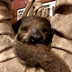 THE SLOTH CENTER AT ZOOLOGICAL WILDLIFE CONSERVATION CENTER - CLOSED