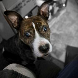 Richmond Veterinary Hospital - My quirky old girl