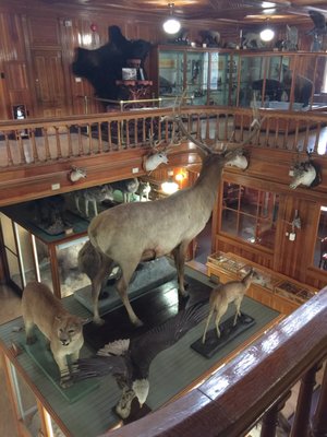 Banff Park Museum National Historic Site by null